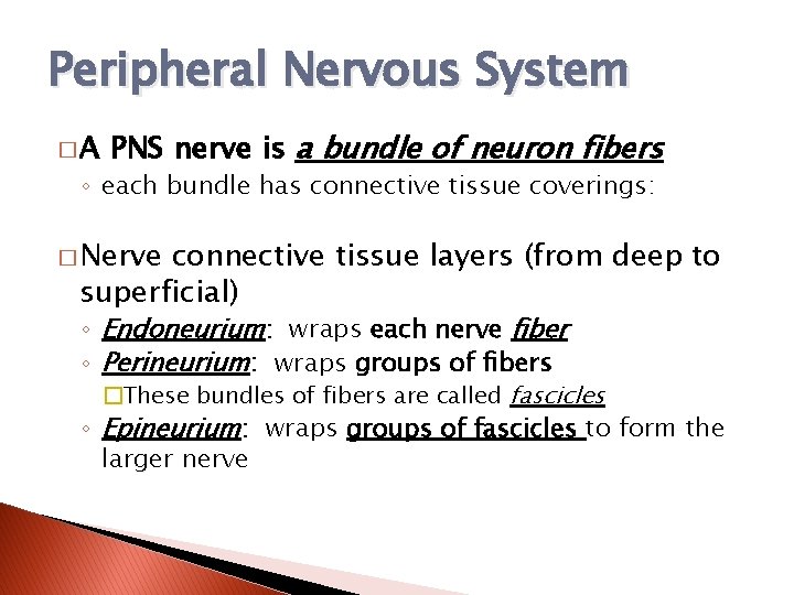 Peripheral Nervous System �A PNS nerve is a bundle of neuron fibers ◦ each