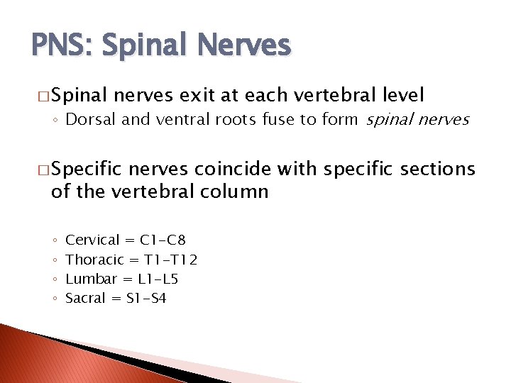 PNS: Spinal Nerves � Spinal nerves exit at each vertebral level ◦ Dorsal and