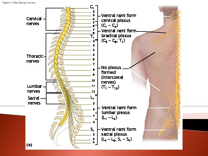 Figure 7. 25 a Spinal nerves. Cervical nerves C 1 2 3 4 5