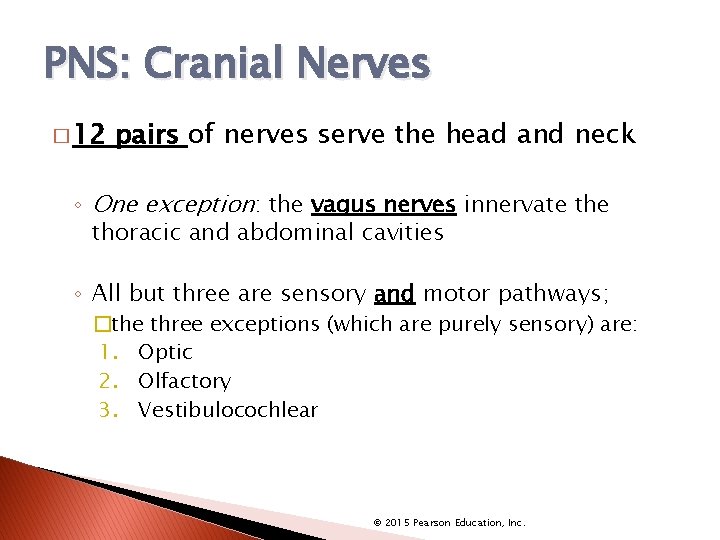 PNS: Cranial Nerves � 12 pairs of nerves serve the head and neck ◦