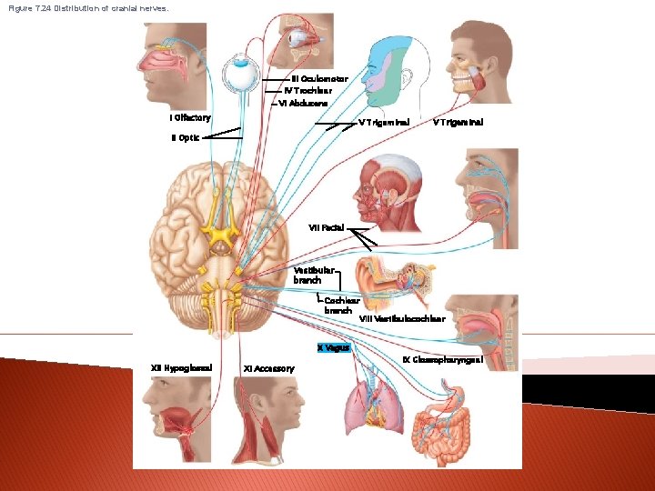 Figure 7. 24 Distribution of cranial nerves. III Oculomotor IV Trochlear VI Abducens I