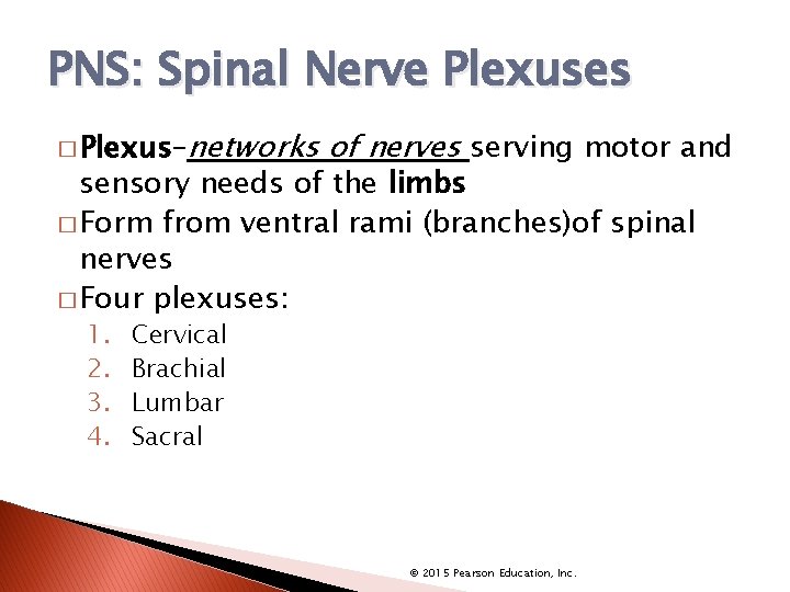 PNS: Spinal Nerve Plexuses � Plexus–networks of nerves serving motor and sensory needs of