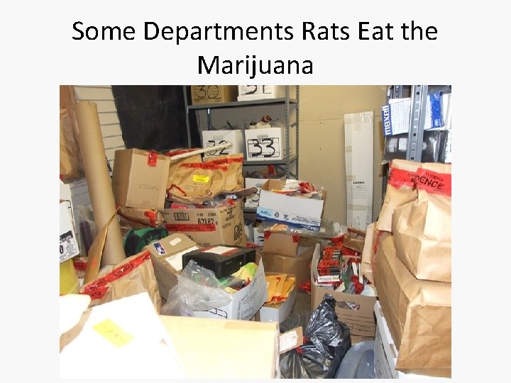 Some Departments Rats Eat the Marijuana 