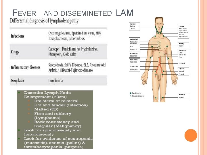 FEVER AND DISSEMINETED LAM 