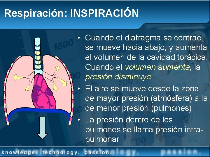 Respiración: INSPIRACIÓN • Cuando el diafragma se contrae, se mueve hacia abajo, y aumenta