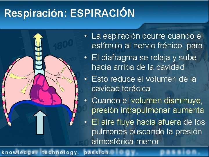 Respiración: ESPIRACIÓN • La espiración ocurre cuando el estímulo al nervio frénico para •