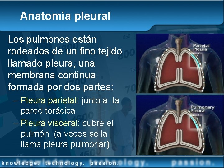 Anatomía pleural Los pulmones están rodeados de un fino tejido llamado pleura, una membrana