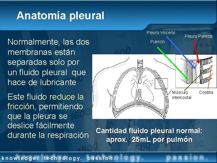 Anatomía pleural Pleura Visceral Normalmente, las dos membranas están separadas solo por un fluido