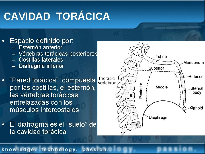 CAVIDAD TORÁCICA • Espacio definido por: – – Esternón anterior Vértebras torácicas posteriores Costillas