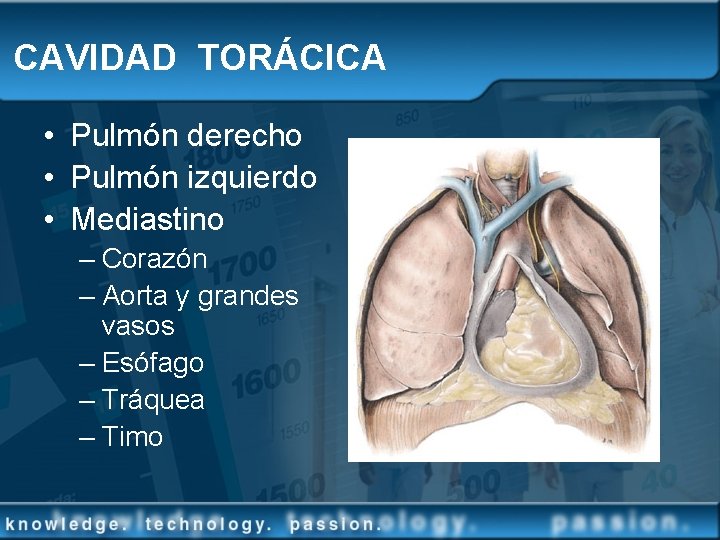 CAVIDAD TORÁCICA • Pulmón derecho • Pulmón izquierdo • Mediastino – Corazón – Aorta