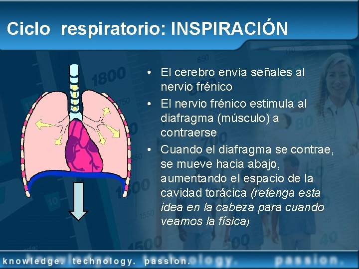 Ciclo respiratorio: INSPIRACIÓN • El cerebro envía señales al nervio frénico • El nervio