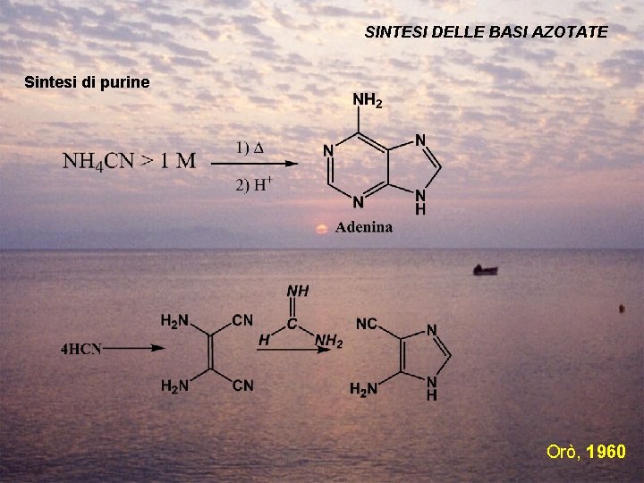 SINTESI DELLE BASI AZOTATE Sintesi di purine Orò, 1960 