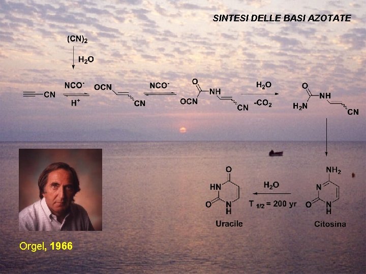 SINTESI DELLE BASI AZOTATE Orgel, 1966 