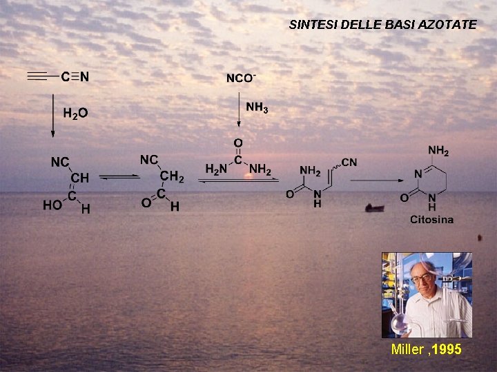 SINTESI DELLE BASI AZOTATE Miller , 1995 