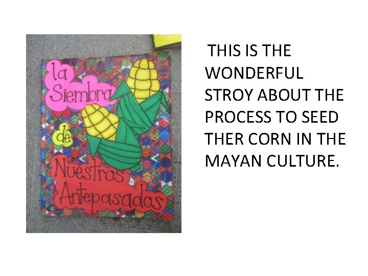 THIS IS THE WONDERFUL STROY ABOUT THE PROCESS TO SEED THER CORN IN THE THIS IS THE WONDERFUL STROY ABOUT THE PROCESS TO SEED THER CORN IN THE