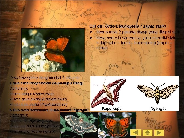 Ciri-ciri Ordo Lepidoptera ( sayap sisik) : Ø Mempunyai 2 pasang sayap yang dilapisi