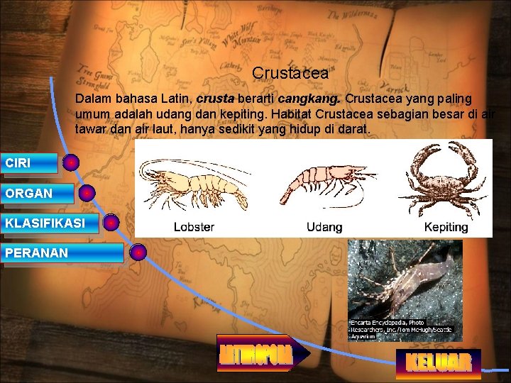 Crustacea Dalam bahasa Latin, crusta berarti cangkang. Crustacea yang paling umum adalah udang dan