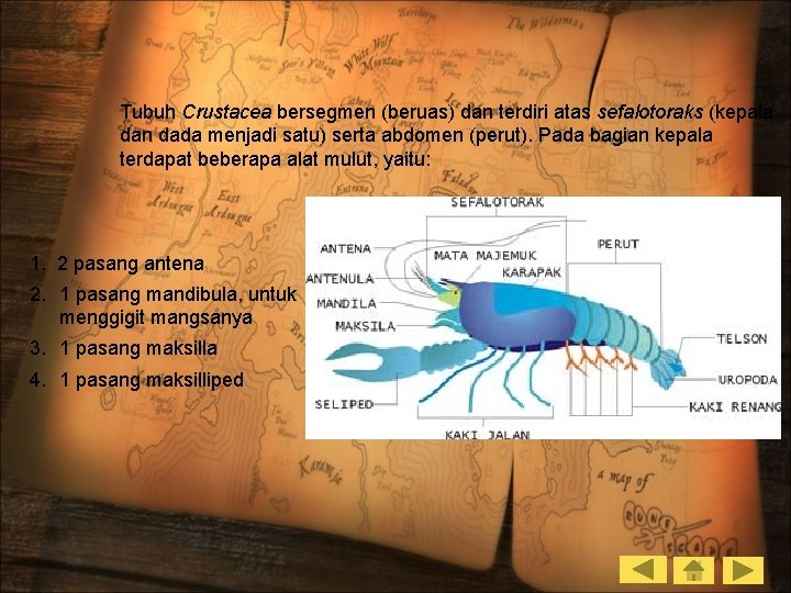 Tubuh Crustacea bersegmen (beruas) dan terdiri atas sefalotoraks (kepala dan dada menjadi satu) serta
