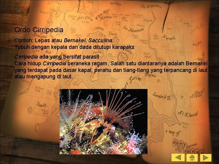 Ordo Cirripedia Contoh: Lepas atau Bernakel, Sacculina. Tubuh dengan kepala dan dada ditutupi karapaks