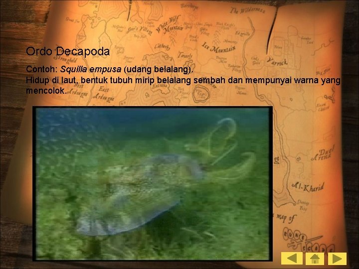 Ordo Decapoda Contoh: Squilla empusa (udang belalang). Hidup di laut, bentuk tubuh mirip belalang