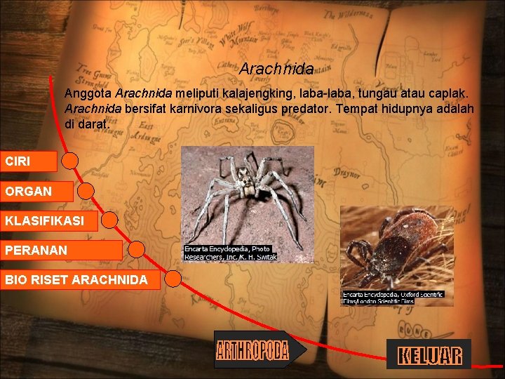  Arachnida Anggota Arachnida meliputi kalajengking, laba-laba, tungau atau caplak. Arachnida bersifat karnivora sekaligus