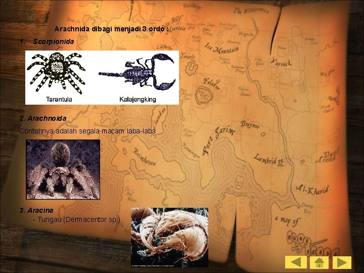  Arachnida dibagi menjadi 3 ordo : 1. Scorpionida 2. Arachnoida Contohnya adalah segala
