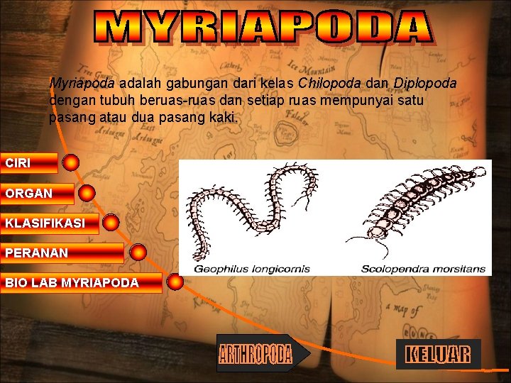 Myriapoda adalah gabungan dari kelas Chilopoda dan Diplopoda dengan tubuh beruas-ruas dan setiap ruas