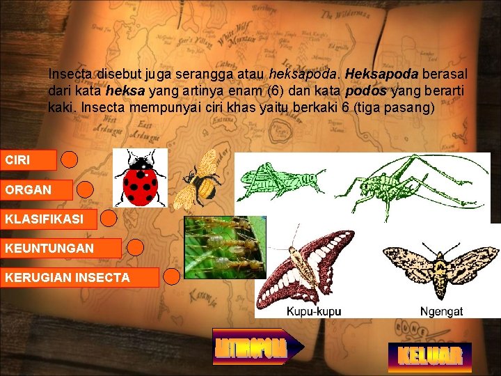 Insecta disebut juga serangga atau heksapoda. Heksapoda berasal dari kata heksa yang artinya enam