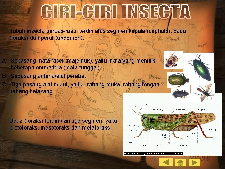 Tubuh insecta beruas-ruas, terdiri atas segmen kepala (cephalo), dada (toraks) dan perut (abdomen). A.