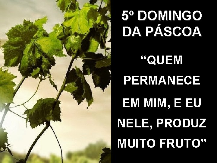 5º DOMINGO DA PÁSCOA “QUEM PERMANECE EM MIM, E EU NELE, PRODUZ MUITO FRUTO”