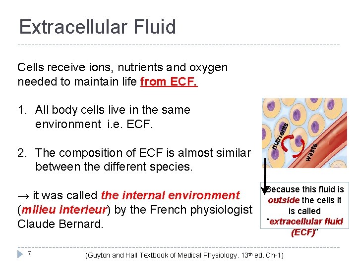 Extracellular Fluid → it was called the internal environment (milieu interieur) by the French