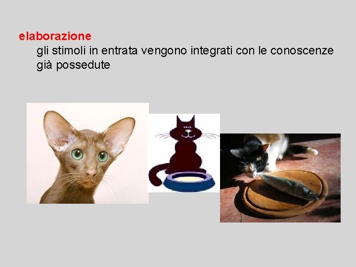 elaborazione gli stimoli in entrata vengono integrati con le conoscenze già possedute 