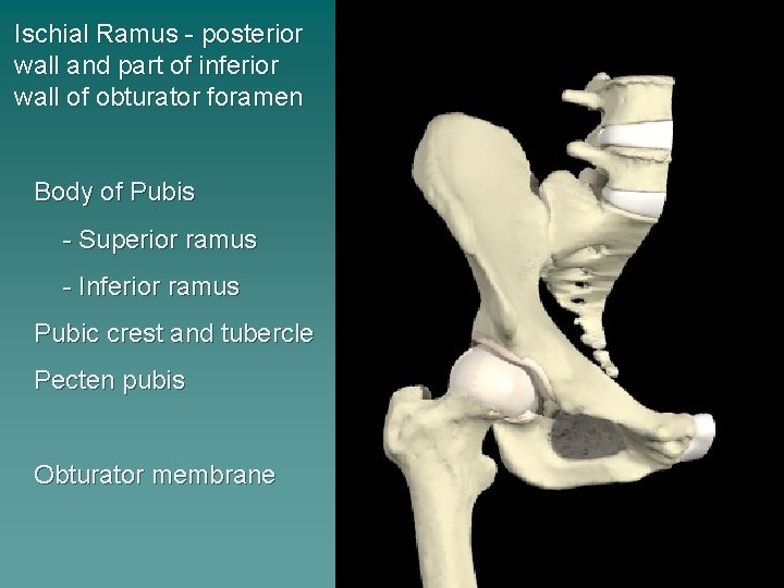 Ischial Ramus - posterior wall and part of inferior wall of obturator foramen Body