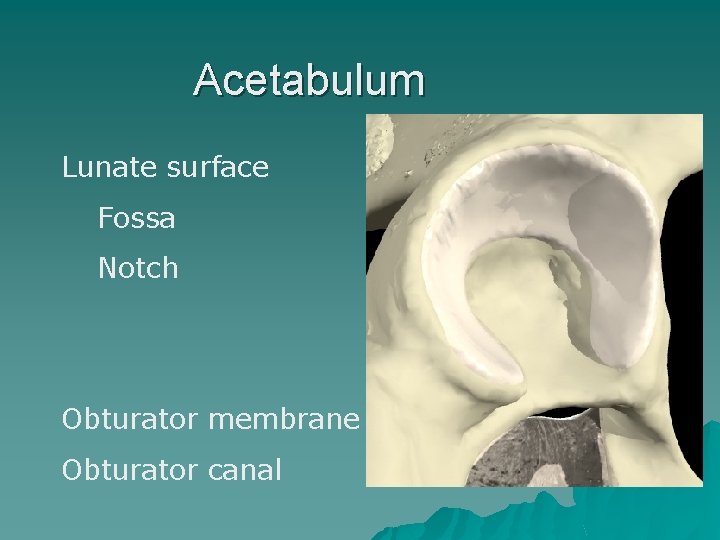 Acetabulum Lunate surface Fossa Notch Obturator membrane Obturator canal 