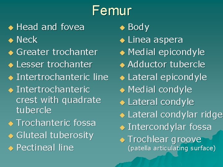 Femur Head and fovea u Neck u Greater trochanter u Lesser trochanter u Intertrochanteric