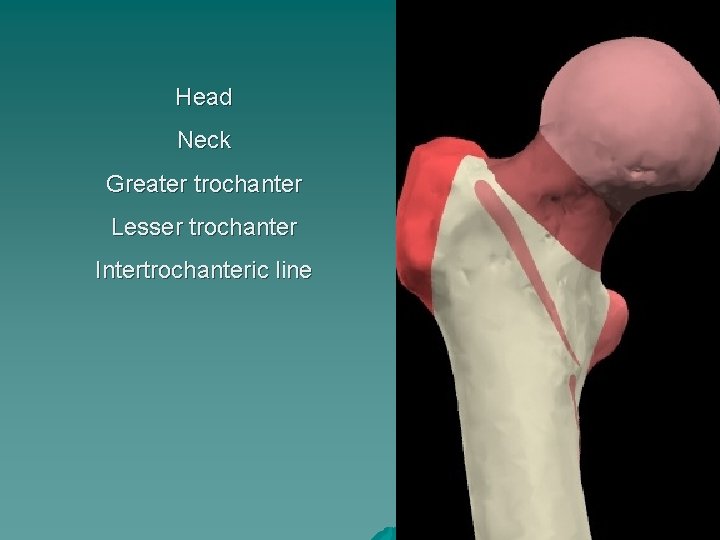 Head Neck Greater trochanter Lesser trochanter Intertrochanteric line 