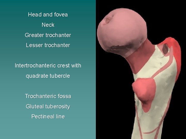 Head and fovea Neck Greater trochanter Lesser trochanter Intertrochanteric crest with quadrate tubercle Trochanteric