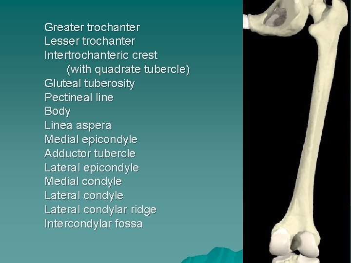 Greater trochanter Lesser trochanter Intertrochanteric crest (with quadrate tubercle) Gluteal tuberosity Pectineal line Body