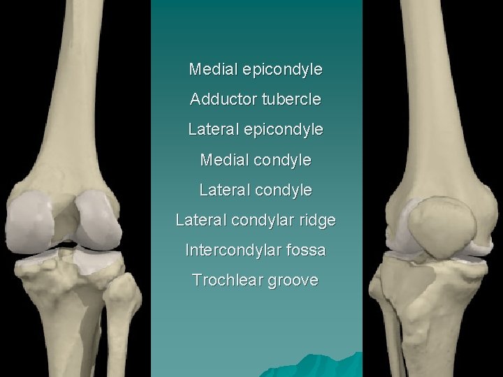 Medial epicondyle Adductor tubercle Lateral epicondyle Medial condyle Lateral condylar ridge Intercondylar fossa Trochlear