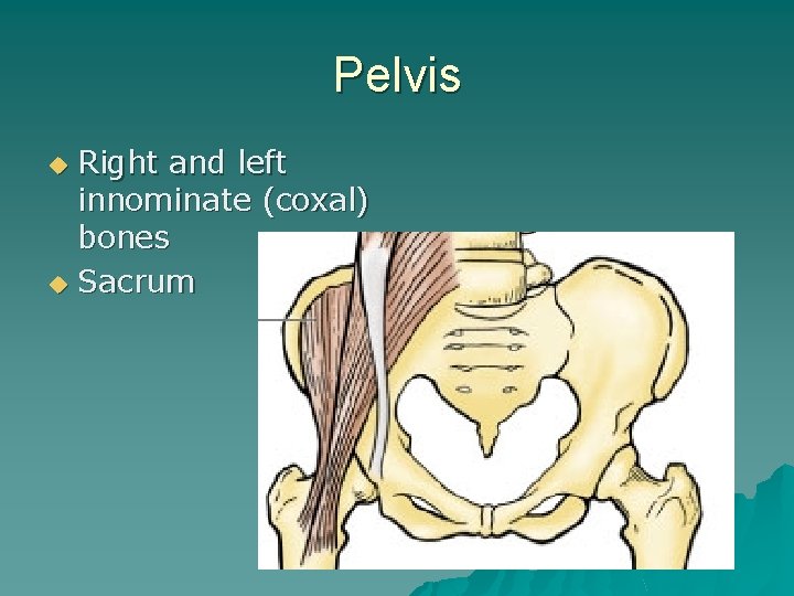 Pelvis Right and left innominate (coxal) bones u Sacrum u 