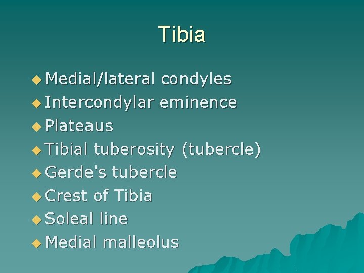 Tibia u Medial/lateral condyles u Intercondylar eminence u Plateaus u Tibial tuberosity (tubercle) u