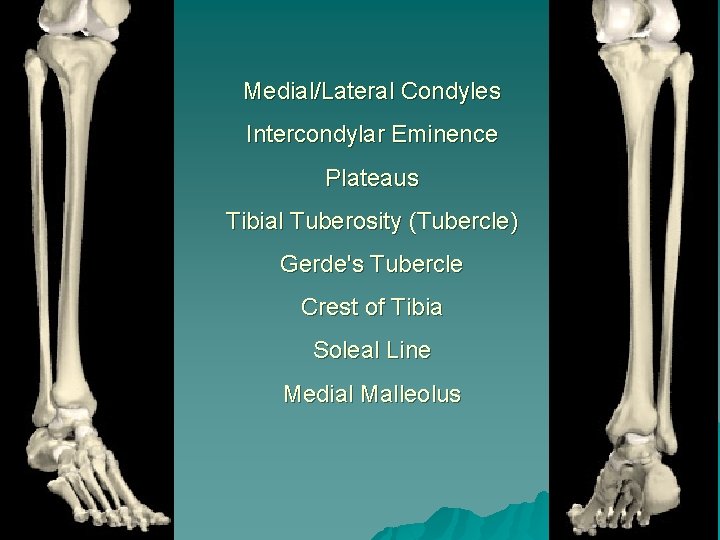 Medial/Lateral Condyles Intercondylar Eminence Plateaus Tibial Tuberosity (Tubercle) Gerde's Tubercle Crest of Tibia Soleal