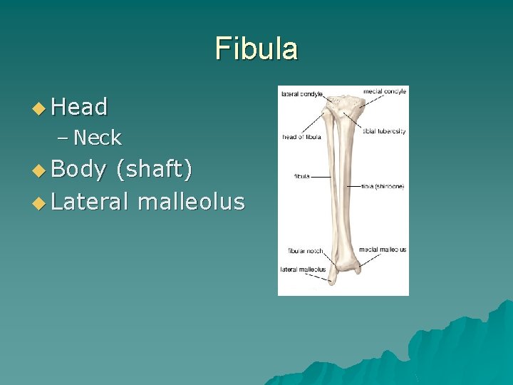 Fibula u Head – Neck u Body (shaft) u Lateral malleolus 