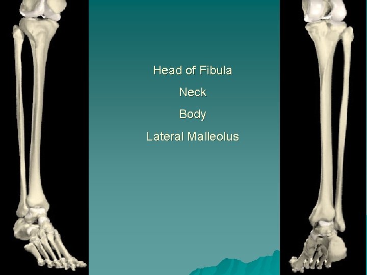 Head of Fibula Neck Body Lateral Malleolus 