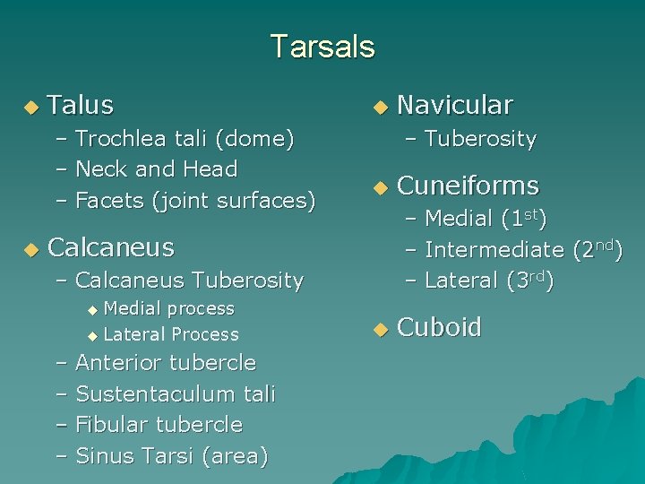 Tarsals u Talus – Trochlea tali (dome) – Neck and Head – Facets (joint