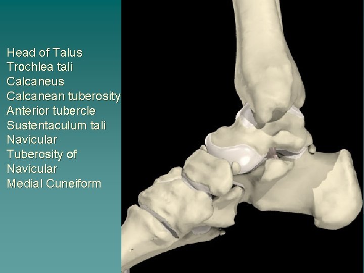 Head of Talus Trochlea tali Calcaneus Calcanean tuberosity Anterior tubercle Sustentaculum tali Navicular Tuberosity