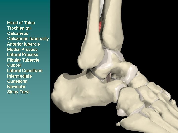 Head of Talus Trochlea tali Calcaneus Calcanean tuberosity Anterior tubercle Medial Process Lateral Process