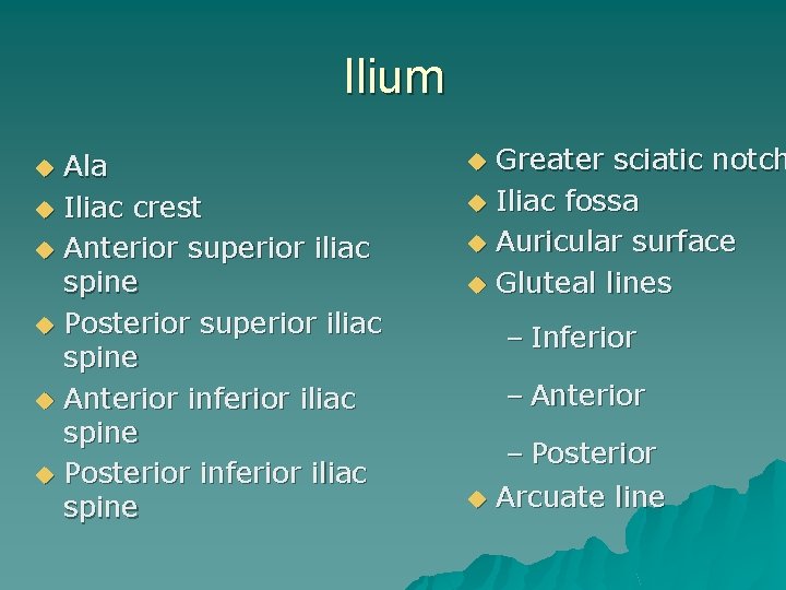 Ilium u u u Ala Iliac crest Anterior superior iliac spine Posterior superior iliac