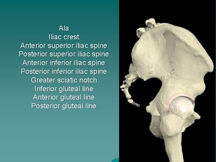 Ala Iliac crest Anterior superior iliac spine Posterior superior iliac spine Anterior inferior iliac