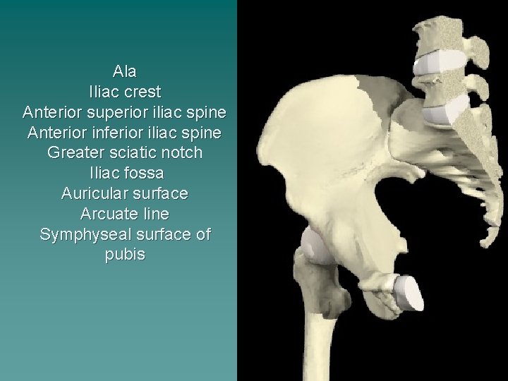 Ala Iliac crest Anterior superior iliac spine Anterior inferior iliac spine Greater sciatic notch